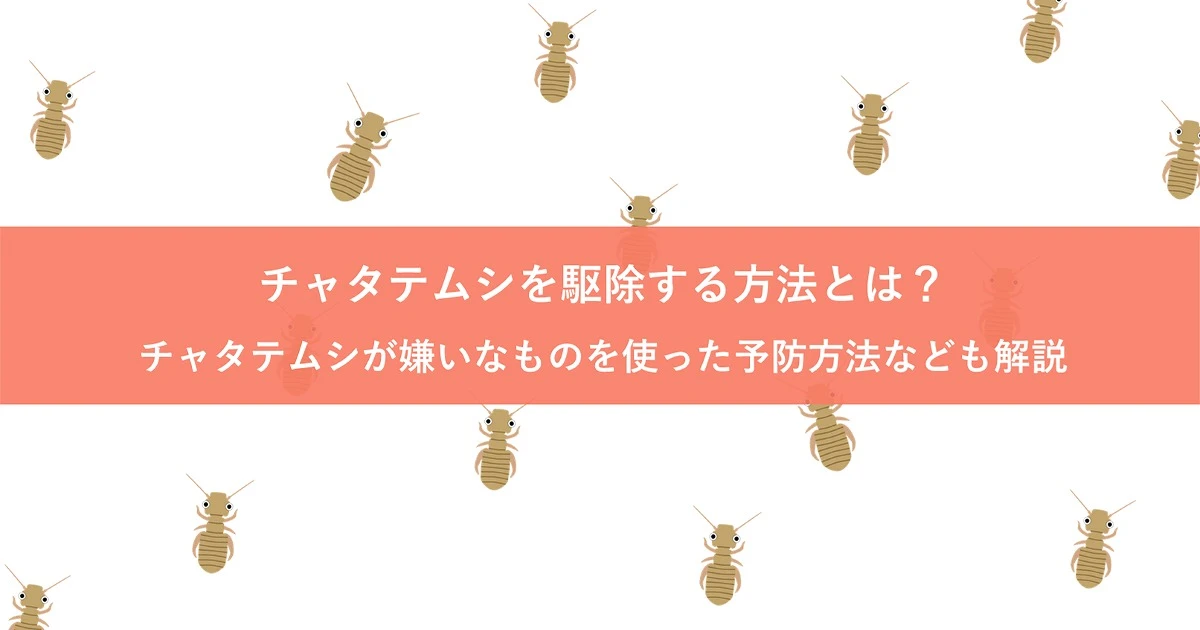 チャタテムシを駆除する方法とは?チャタテムシが嫌いなものを使った予防方法なども解説