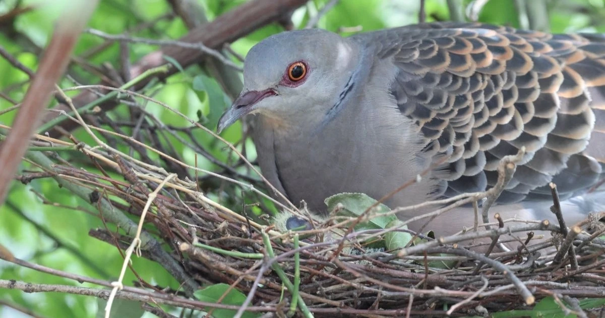 【徹底解説】キジバトが巣を作る時期は？効果的な予防策と対処法も紹介