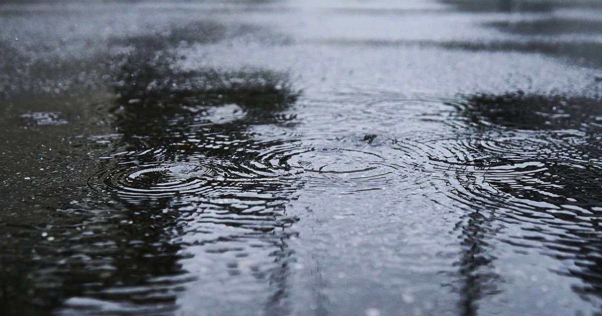 梅雨の時期は害虫に要注意!現れやすい害虫や予防方法について解説
