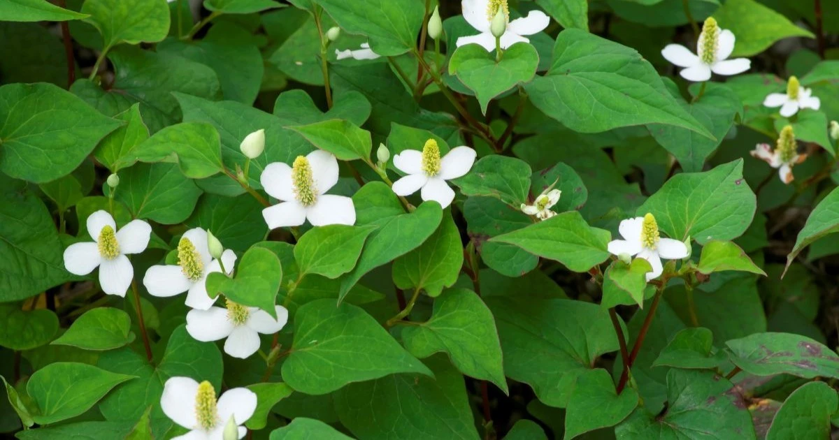 植えてはいけない宿根草の特徴と危険性｜庭が荒れる原因と注意すべき種類