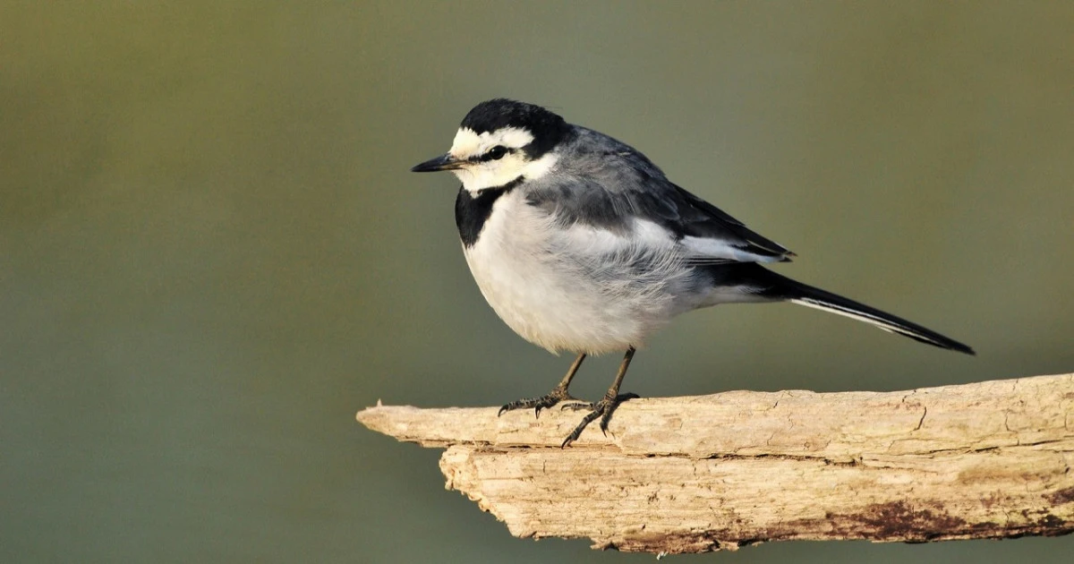 セキレイとはどんな害鳥?生態や被害が起こる原因などを解説