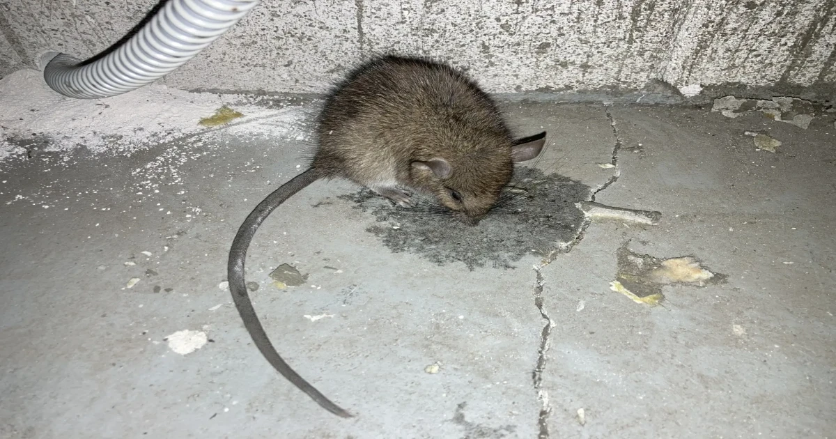 ネズミの侵入を防止する方法！侵入口の見つけ方と塞ぎ方を解説