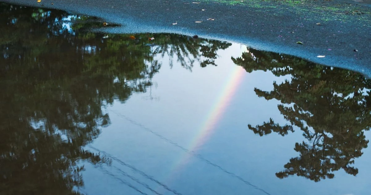 雨上がりに羽アリが大量発生する原因とは？正しい対処法を解説