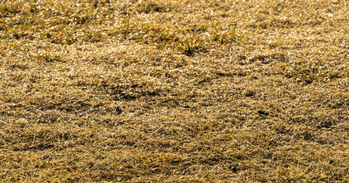 枯れた芝生を復活させるにはどうしたらいいの?枯れる原因や対処方法を紹介