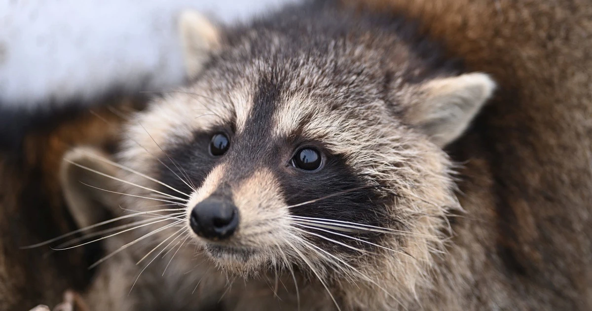 アライグマの繁殖期はいつ?特徴や追い出し方について解説