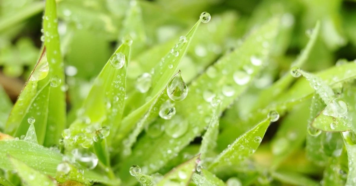 雨上がりに黒い羽アリが大量発生するのはなぜ？原因や見分け方、自宅でできる対策を解説
