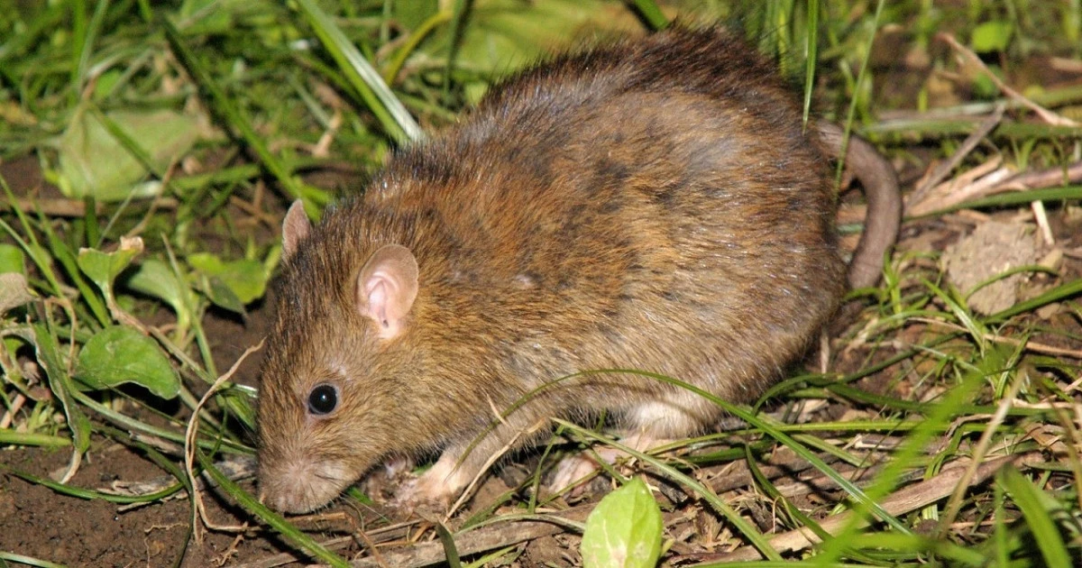 【屋根裏・天井裏】家からネズミを追い出す方法とは?対処方法を詳しくご紹介!