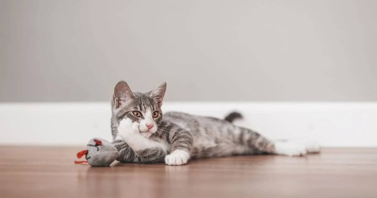 ネズミが嫌がる音とは?猫の鳴き声でも撃退できるって本当?