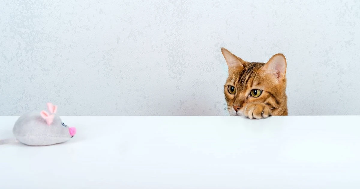 ネズミの天敵は猫だけ?天敵や嫌がるものを活用してネズミを駆除しよう