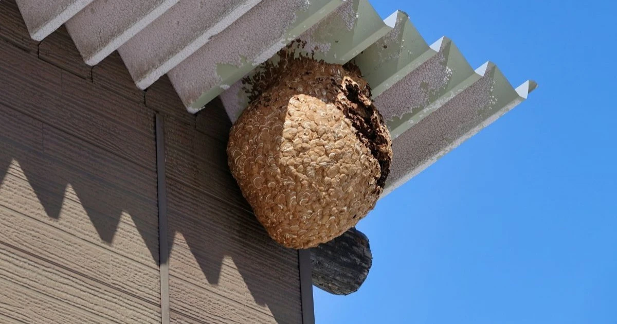 スズメバチに水をかけるのは危険？駆除できない理由と正しい対処法を解説
