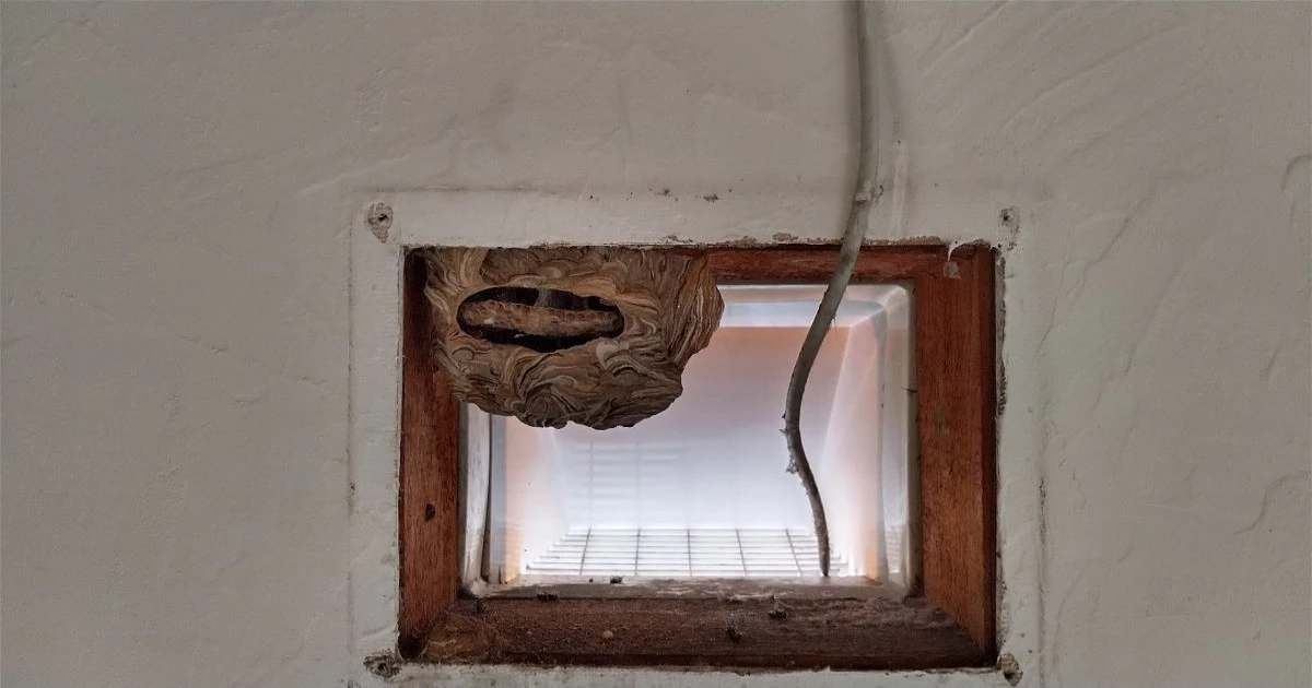 地蜂（クロスズメバチ）の駆除は自分でできる？危険性と対処法を解説