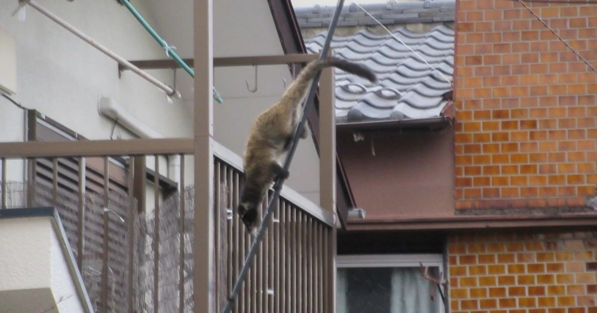 ハクビシンを見つけたら自分で駆除はNG！人への影響や対策方法を紹介