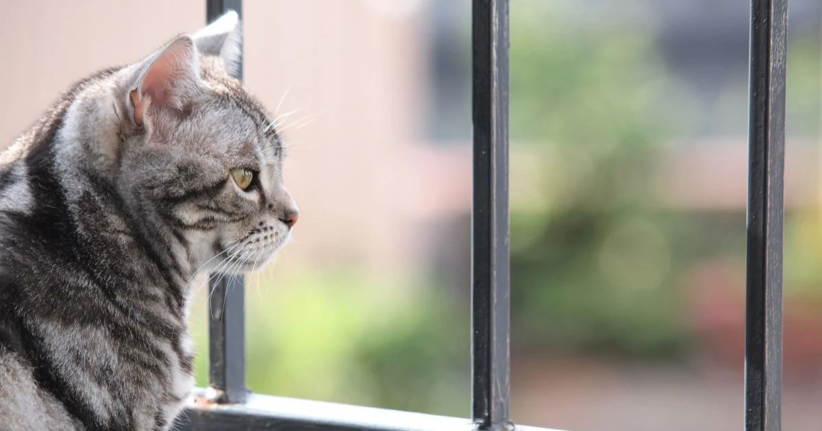 猫と安心して過ごせるベランダリフォームとは?安全で快適な空間づくりのポイント