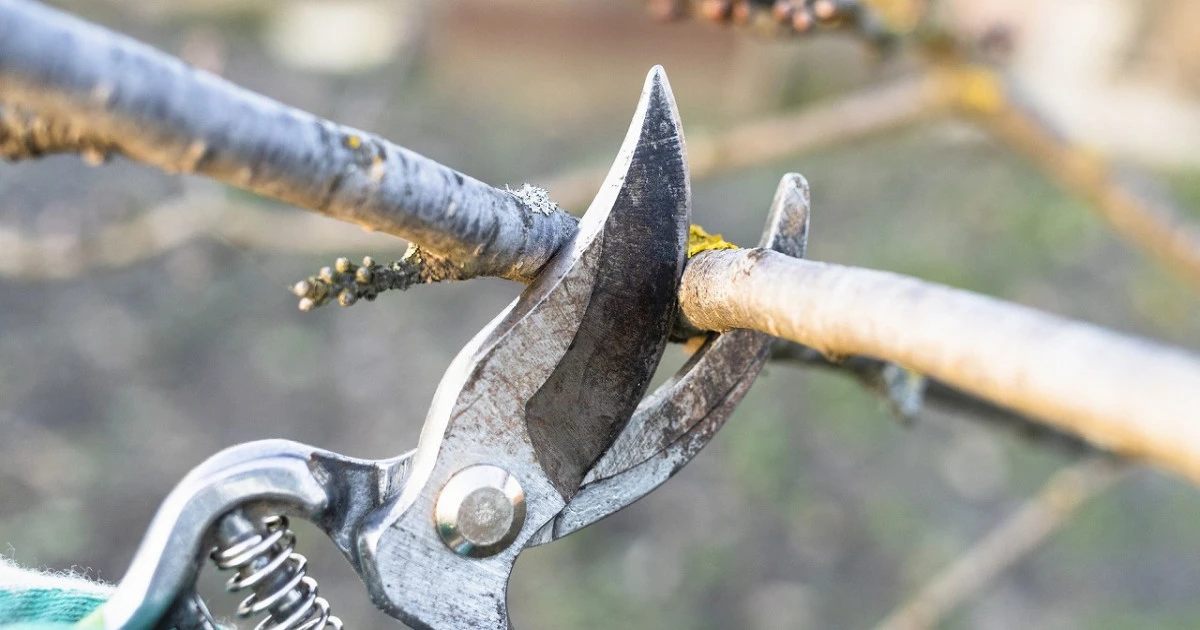 切り戻しのやり方を徹底解説！適切な時期と枝の切り方を分かりやすく紹介