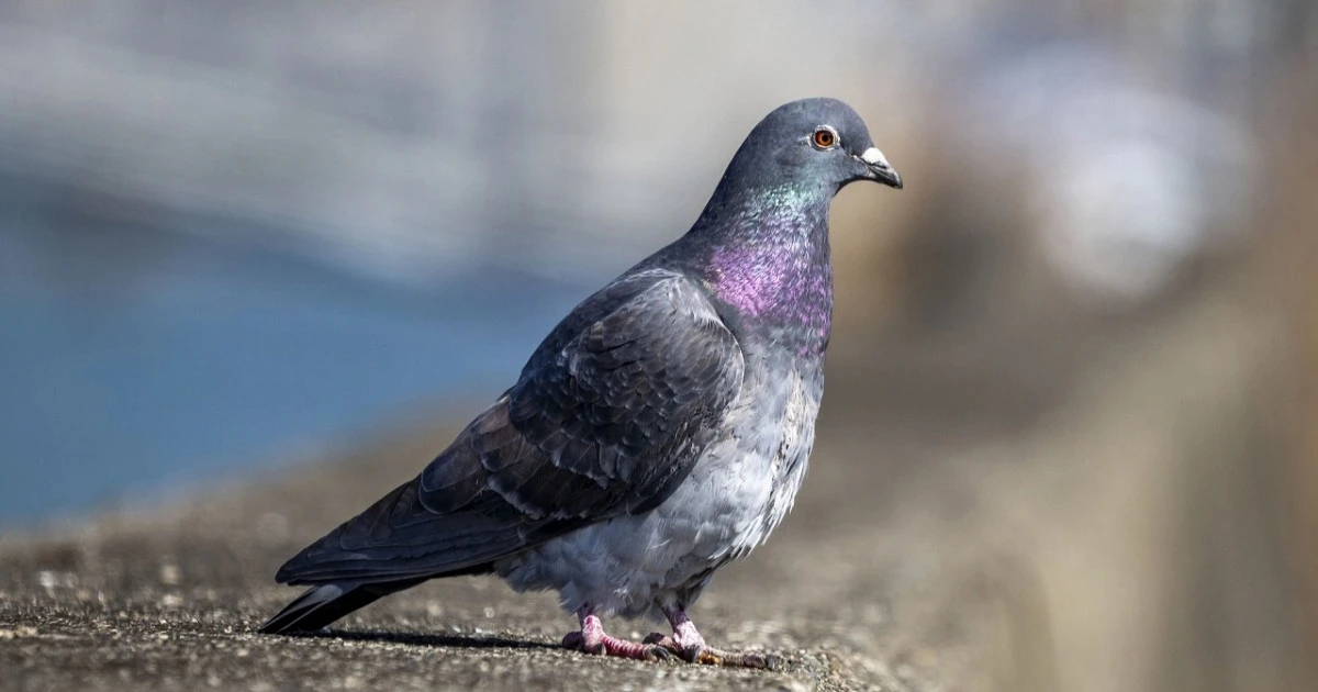 鳩駆除業者の選び方とは？費用相場や依頼前に確認するポイント