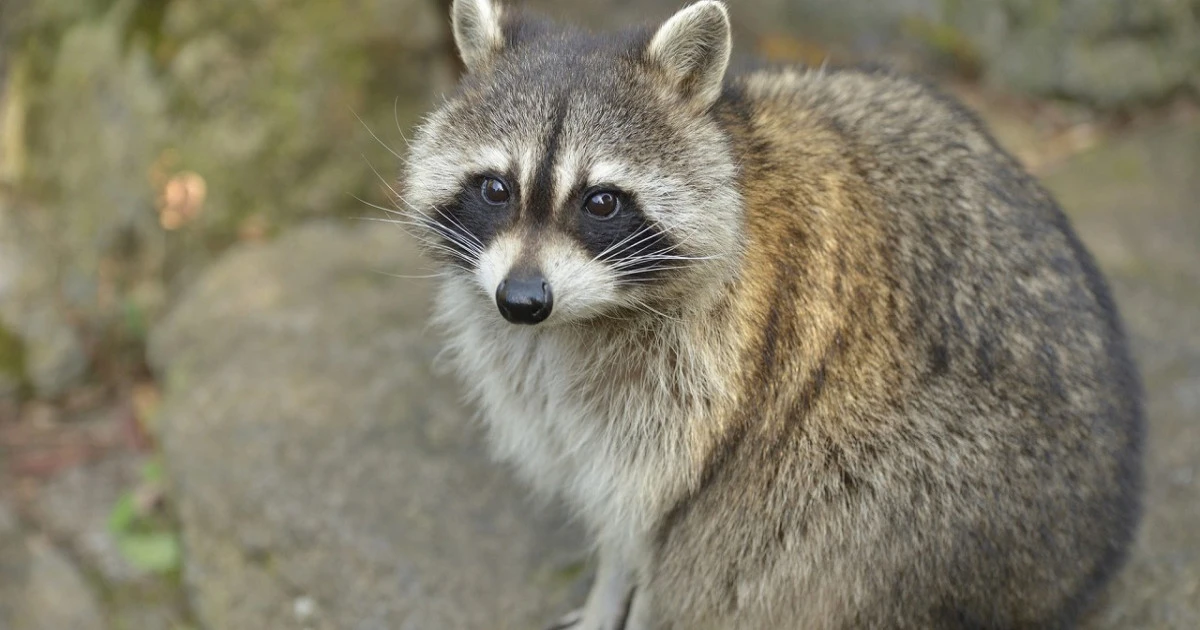アライグマによるトラブル関連情報