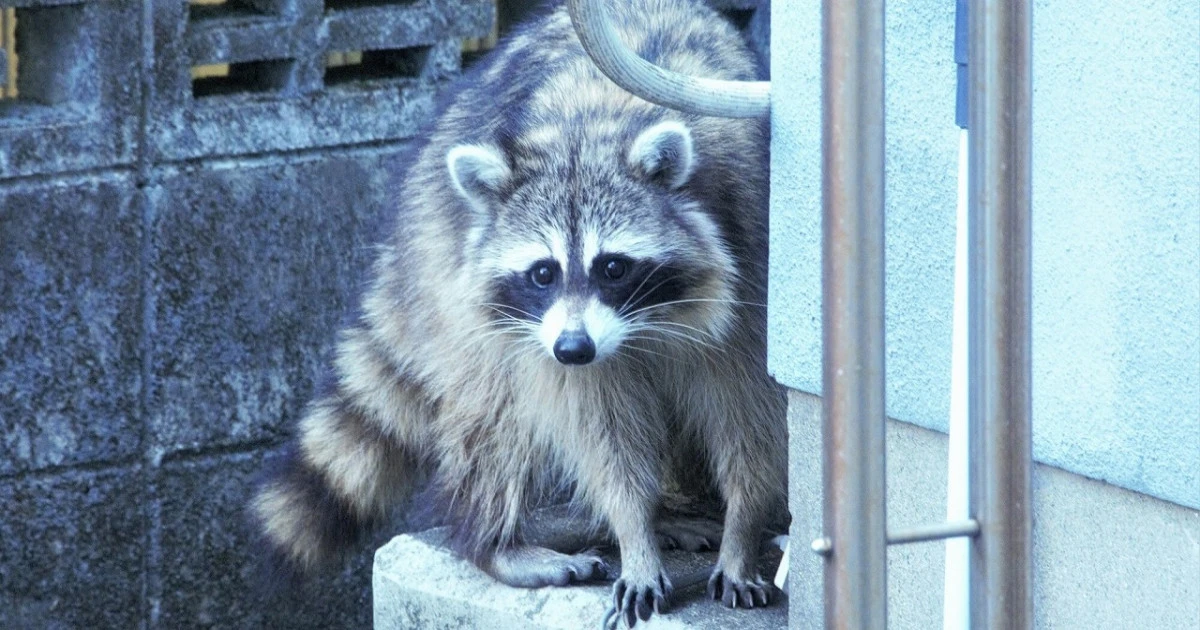 アライグマの駆除方法とは?おすすめのアイテムや予防策について解説します