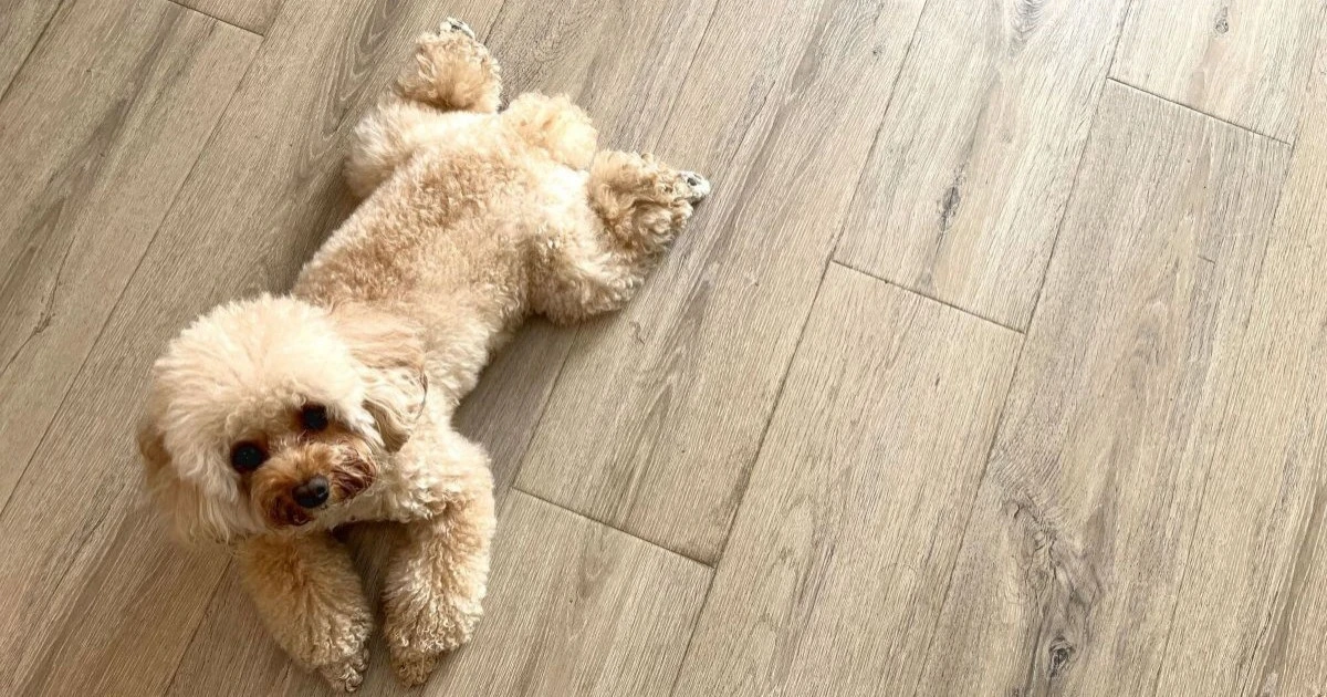犬が滑らない床リフォームの値段は？DIYと業者依頼の違いを徹底比較