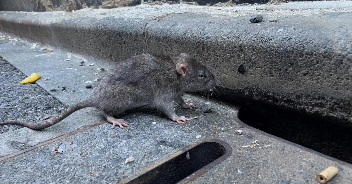 《ドブネズミの駆除!》習性や退治方法、費用相場などについてご紹介します