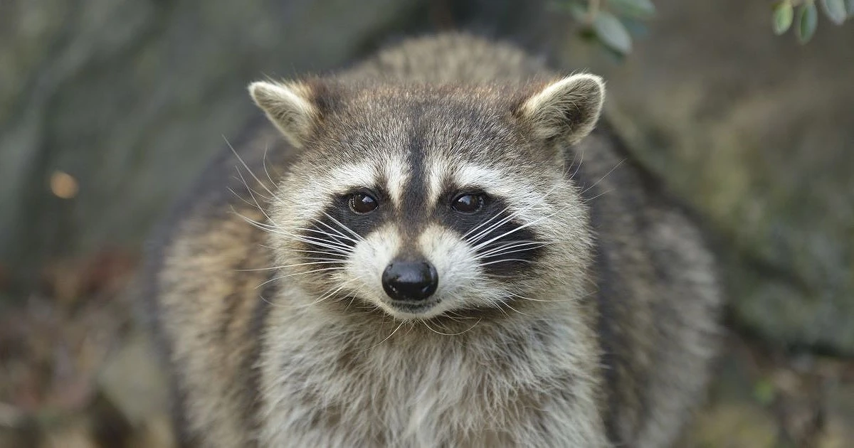 アライグマの被害を何とかしたい!自分でできる対策と専門業者の費用相場を解説