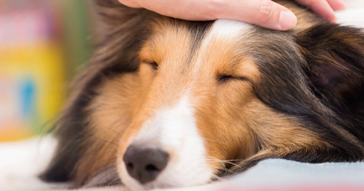犬の死後硬直はいつ始まる？大切な最期を後悔しないために知っておきたいこと