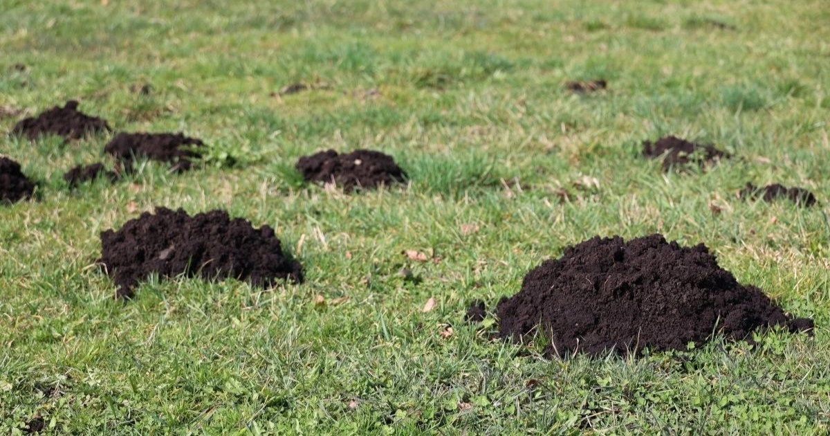 庭のネズミ問題を解決！効果的な駆除方法と侵入予防策を解説