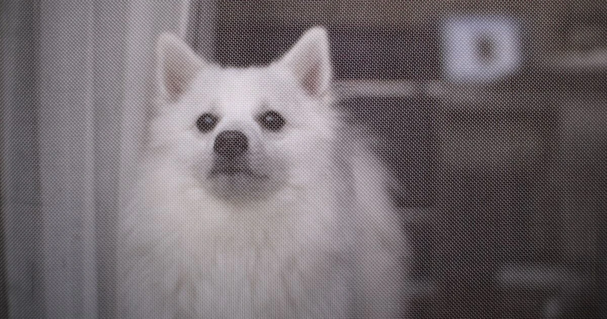 網戸を犬が破る原因と対策｜ペット用網戸の選び方と補強方法を解説