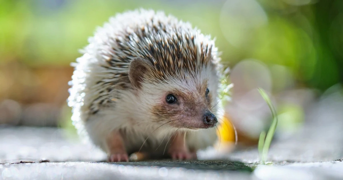 《ペットが亡くなったとき》ハリネズミの火葬方法や費用相場などについてご紹介します