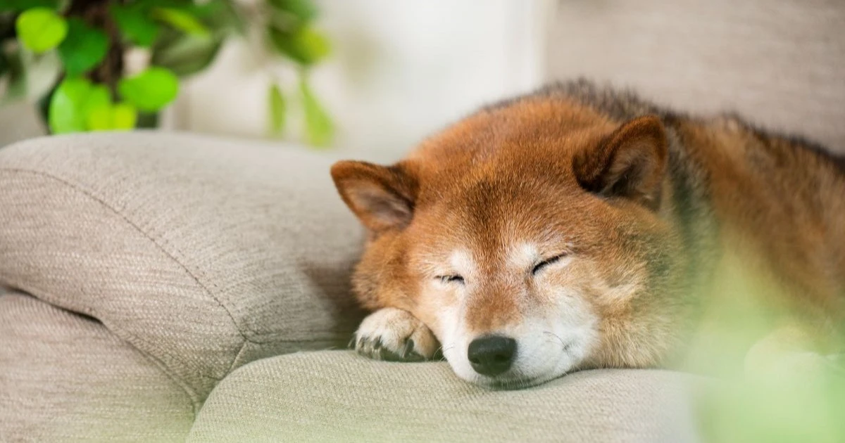 犬の死後硬直はいつ始まる？大切な最期を後悔しないために知っておきたいこと