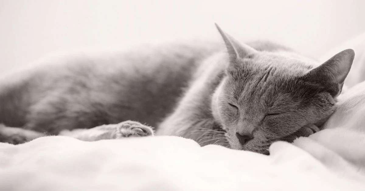 《ペットが亡くなったとき》猫の火葬方法や費用相場などについてご紹介します