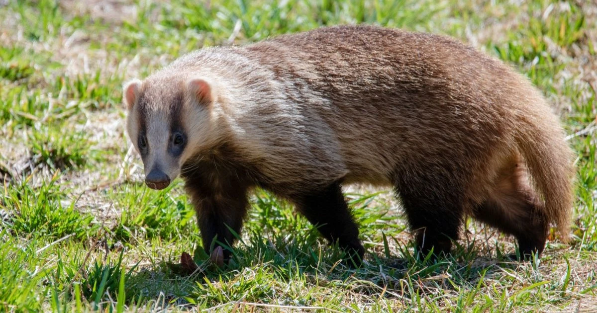 アナグマを見つけたら自分で駆除はNG！理由と自分でできる対策を紹介