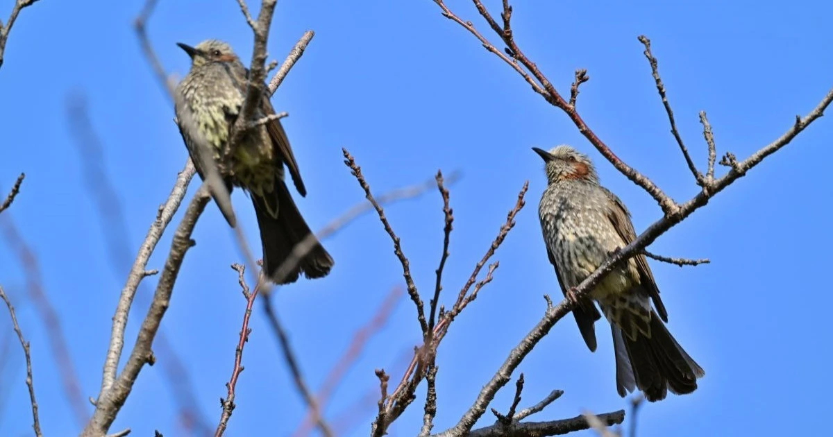 ヒヨドリのふん対策！防鳥ネットやテグスを使った予防方法と掃除の手順を解説