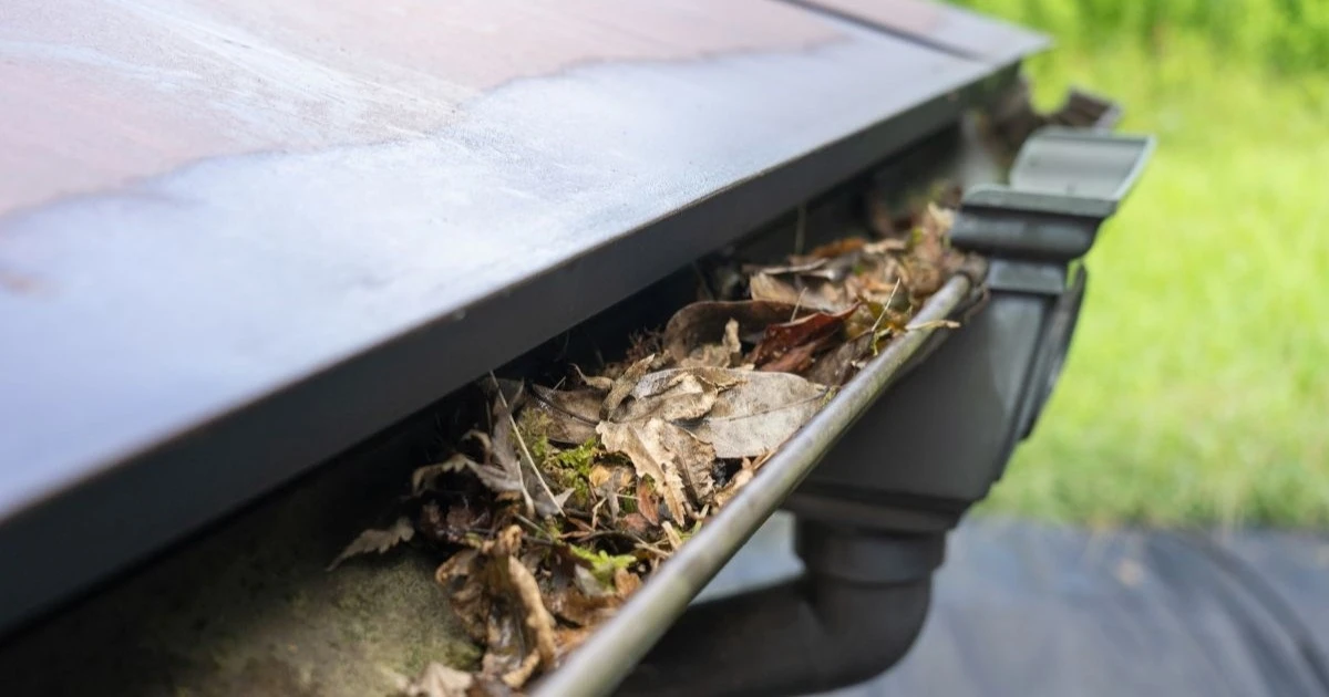 雨樋の落ち葉対策！落ち葉よけネットの設置方法やリフォームのタイミングも解説