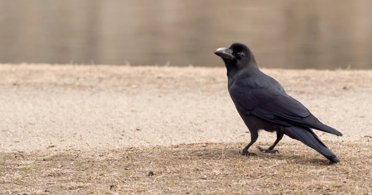 カラス駆除なら業者にお任せ!業者をおすすめする理由や費用を抑える方法を解説