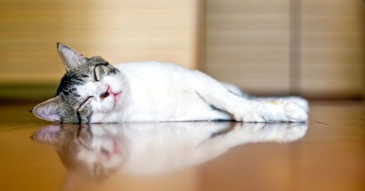 猫と床暖房は大丈夫？低温やけどのリスクと安全な使い方