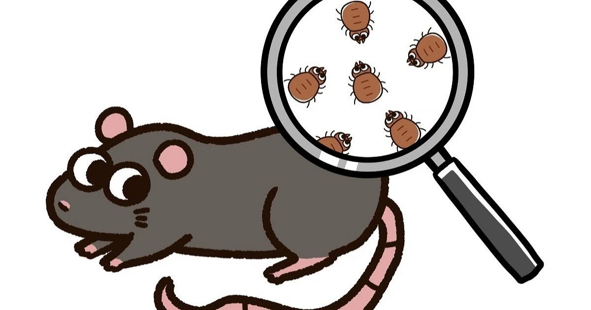 ネズミの体にはダニがたくさん!ネズミによるダニ被害を防ぐには?