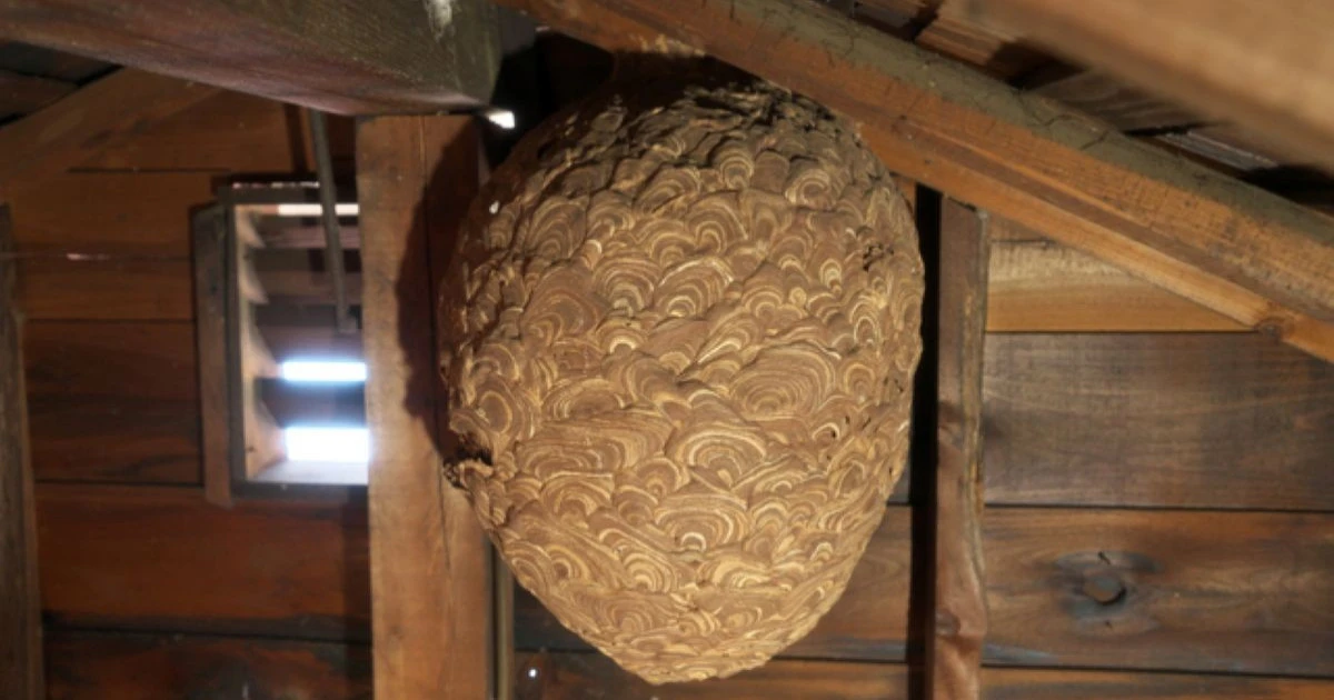 屋根裏の蜂の巣はなぜできる？早期発見のサインと安全な対処法を解説
