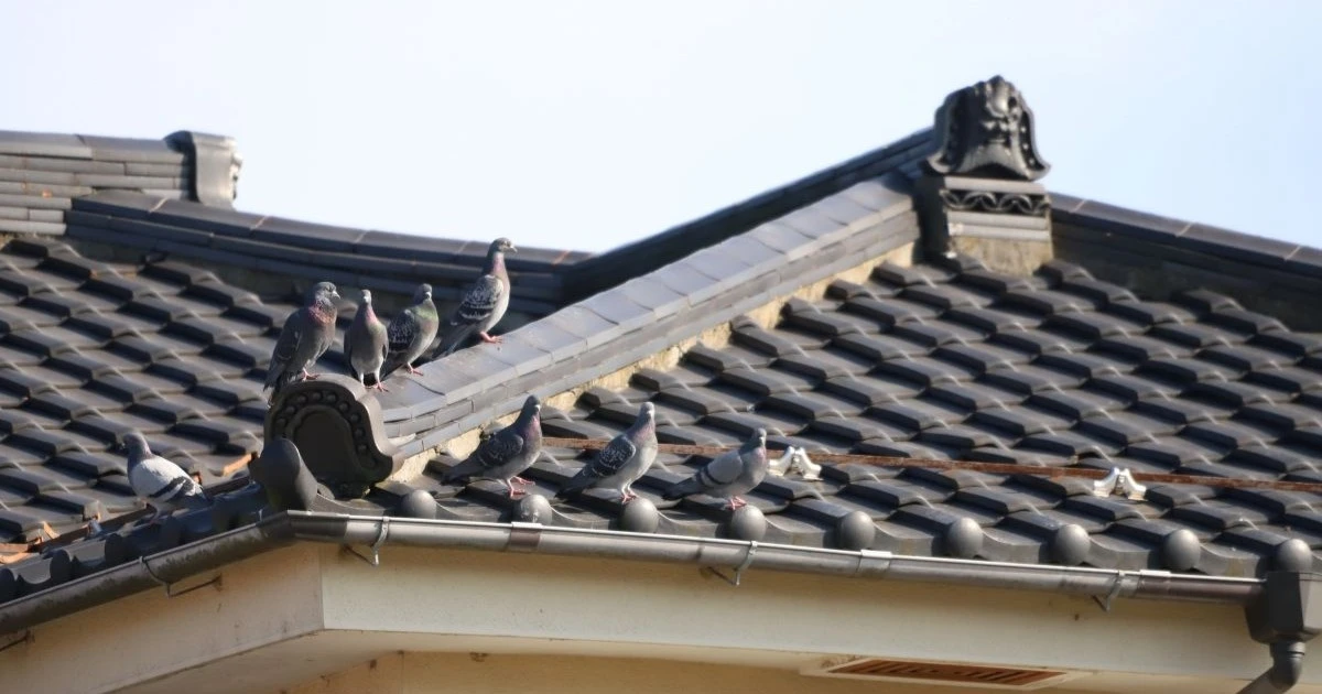 鳩が嫌がる匂いと対策方法を解説｜被害を防ぐポイントとは