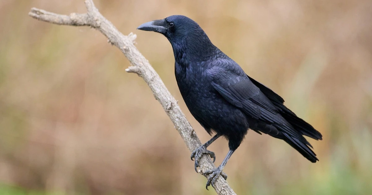 カラスの駆除情報をまとめて紹介!!