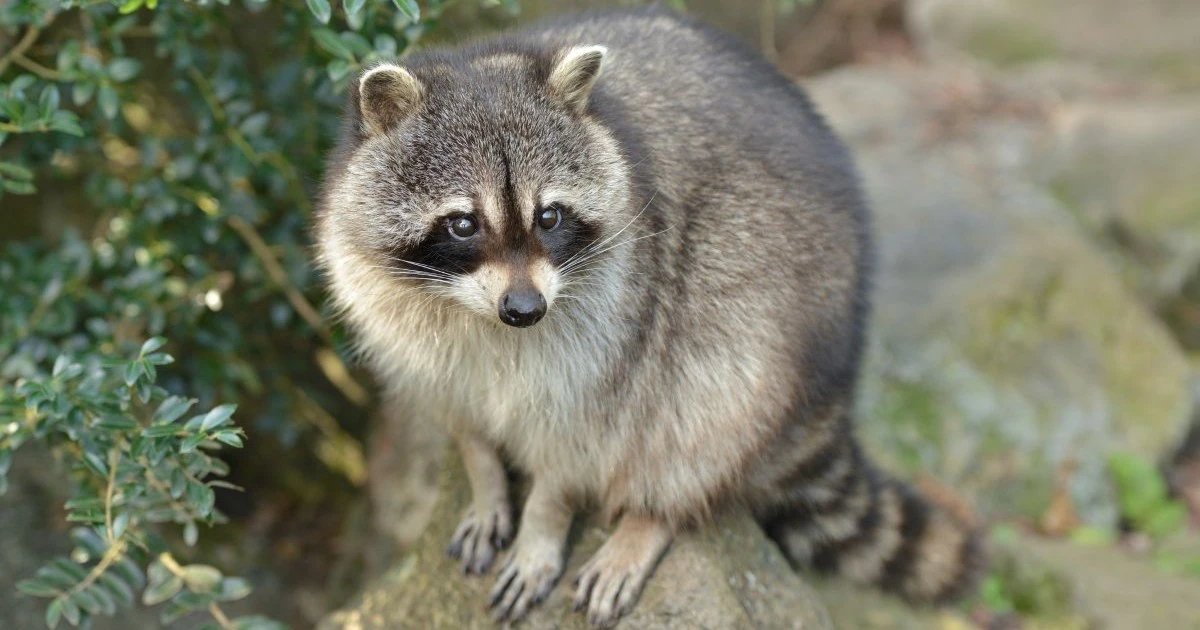 アライグマを見つけたら自分で駆除はNG！理由と自分でできる対策を紹介