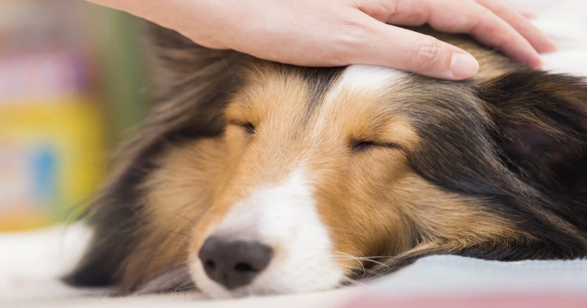 犬の火葬にかかる値段とは?ペット葬儀社の費用相場や葬儀社選びのポイントを解説します