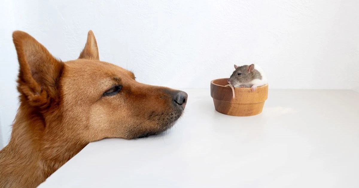 ネズミ駆除に犬は有効?犬がいる家でネズミを駆除する際の注意点も紹介