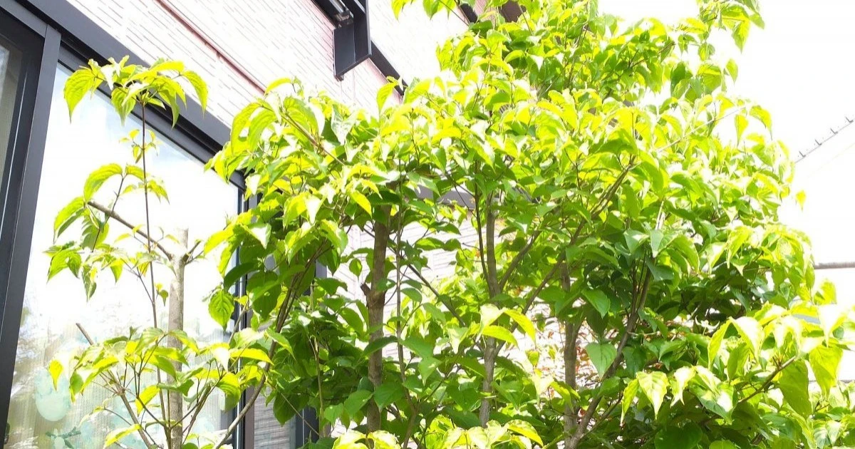 スズメバチの好む木とは？寄ってくる原因と庭でできる対策を解説