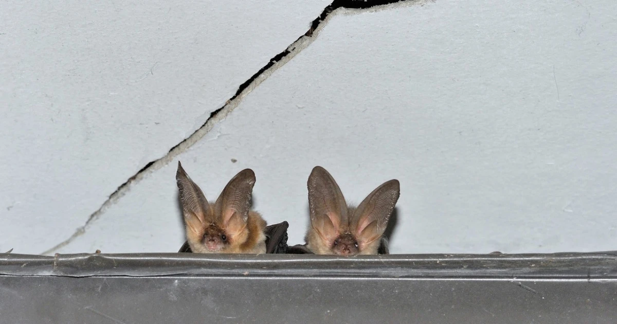 屋根裏にいるコウモリの対策とは?追い出し方や予防方法について
