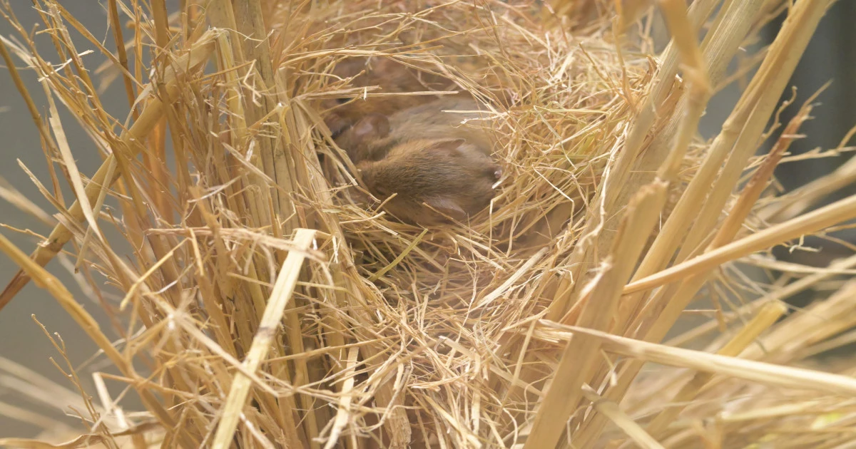 カヤネズミとはどんな生き物？家ネズミとの違いと見つけたときの対処法
