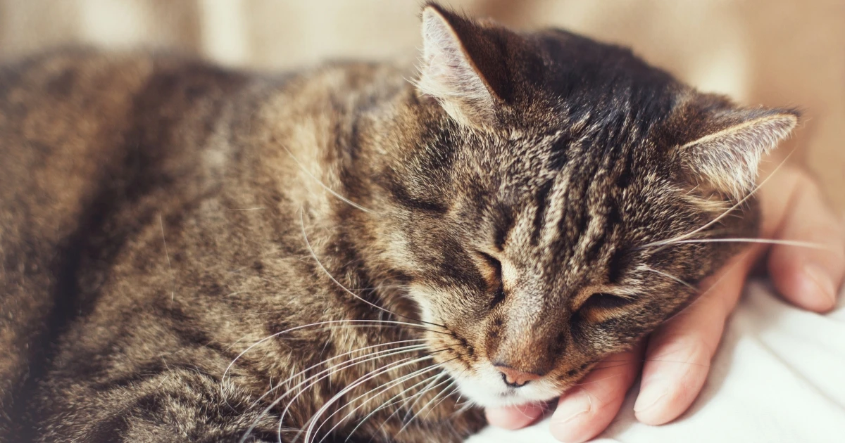 愛猫が亡くなった場合の葬儀はどうする？具体的な手順と費用を紹介