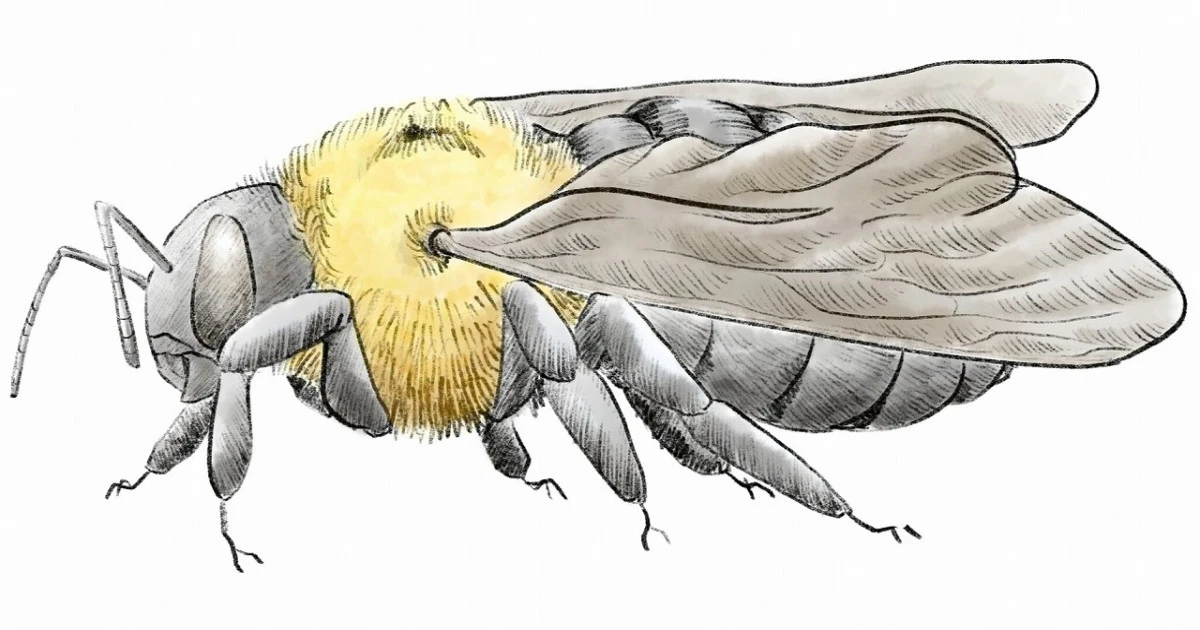 クマバチの駆除は自分できる?具体的な駆除方法や業者の費用相場を解説