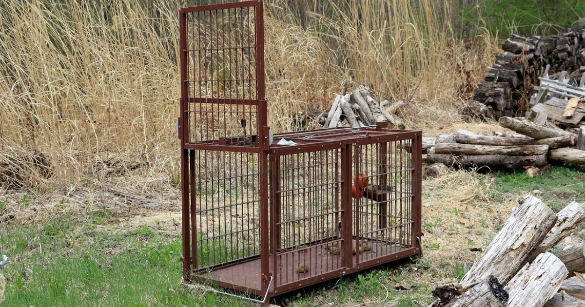 害獣駆除で補助金がでる?制度の仕組みや申請対象条件について