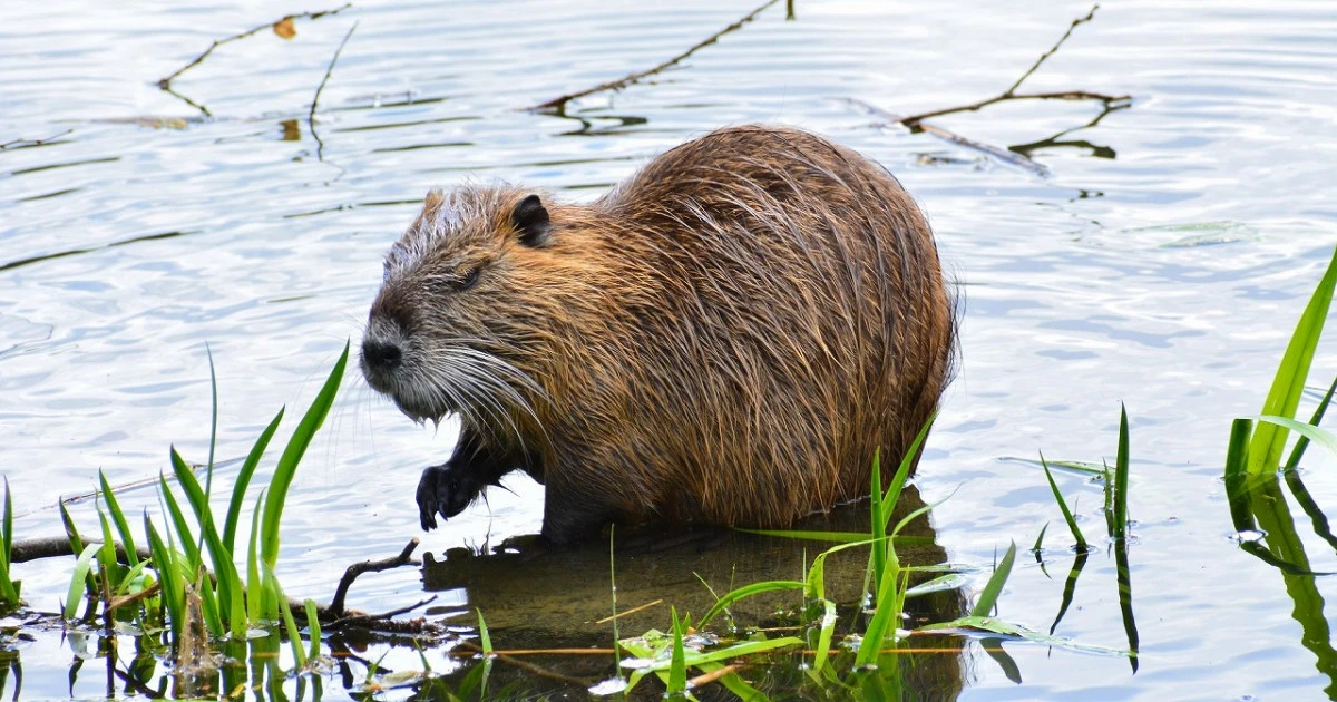 ヌートリアとはどんな外来種害獣?その生態や被害状況、対策方法を解説