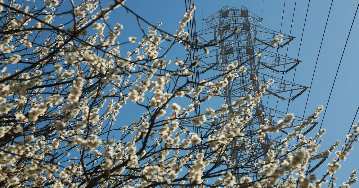 電線に木の枝がかかってしまったらどうする?危険性や対処法について解説